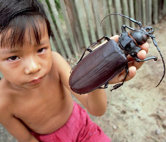 13 удивительных фактов о насекомых, которые вы могли не знать