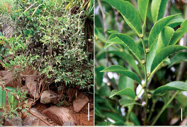 Rinorea niccolifera: растение из металла