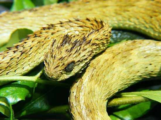10 самых необычных змей в мире