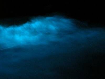 Удивительные биолюминесцентные существа планеты Земля
