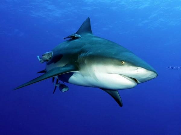 Так ли страшны акулы, как их малюют?