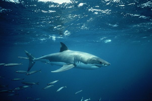 Так ли страшны акулы, как их малюют?