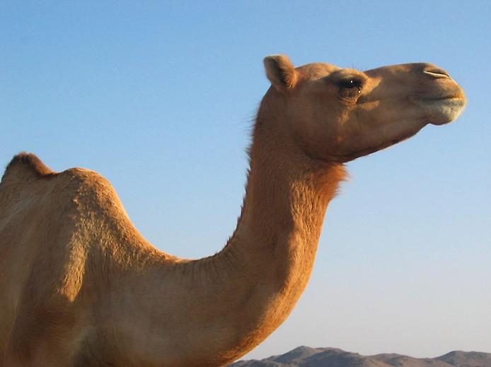 Любопытные факты о верблюдах