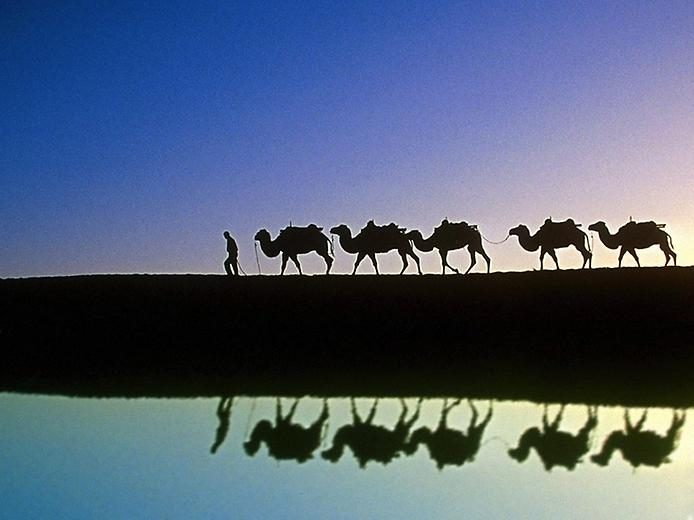 Любопытные факты о верблюдах