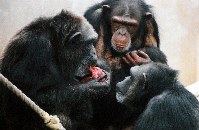 Чувство справедливости как эволюционный механизм