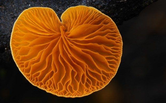 Удивительные грибы нашей планеты, которые больше напоминают флору из других миров