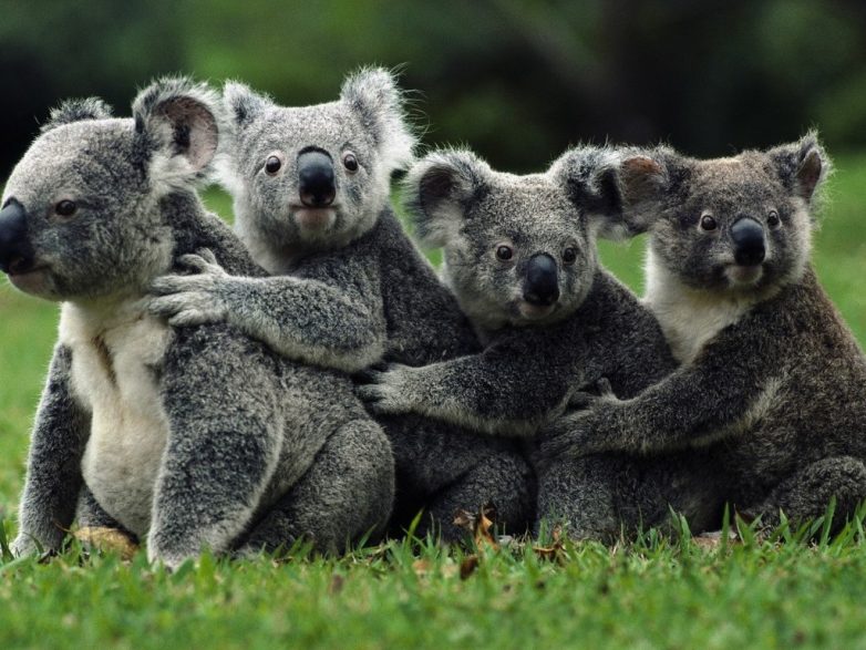 Неожиданные факты о коалах
