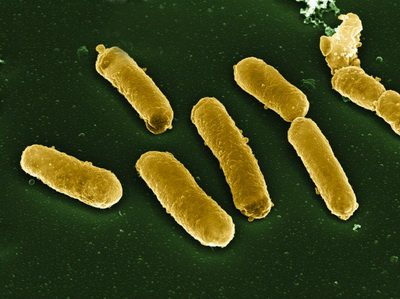 Бактерии в памяти