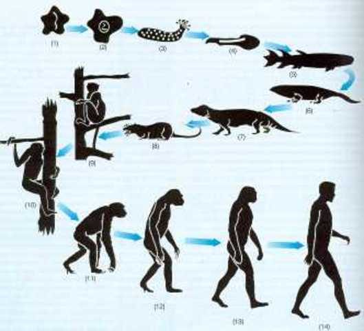 10 недарвиновских теорий происхождения видов и человека