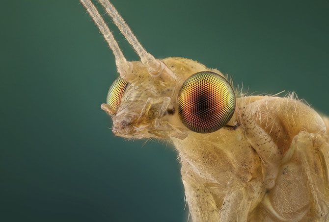 Гипнотизирующие макроснимки насекомых, которые позволяют взглянуть на них другими глазами