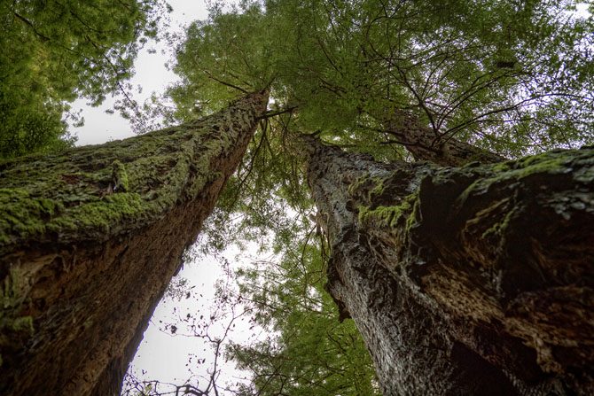 5 высочайших деревьев планеты Земля