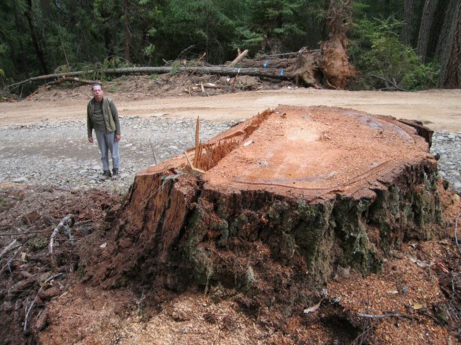 5 высочайших деревьев планеты Земля