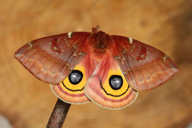 Эффект бабочки: самые удивительные превращения в мире живой природы