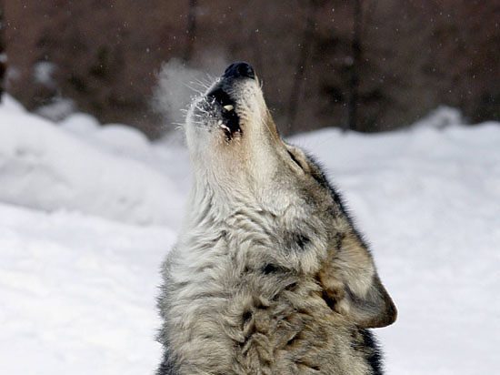 Слухи об опасности волков сильно преувеличены