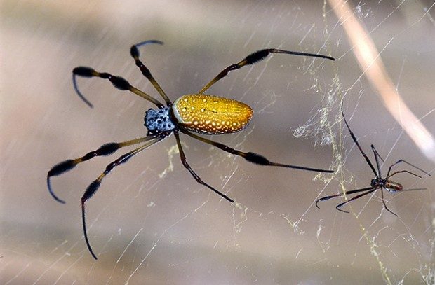 Nephila clavipes — пауки-счетоводы
