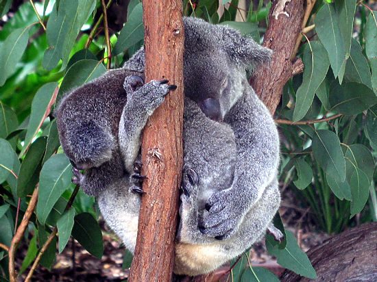 От рук экологов гибнут коалы