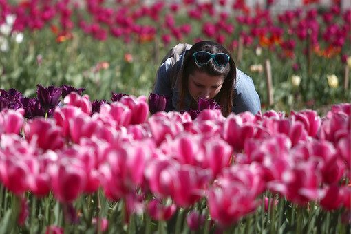 Почему в Крыму так рано расцвели весной тюльпаны
