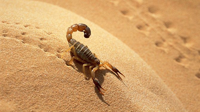 Подборка интересных фактов о скорпионах