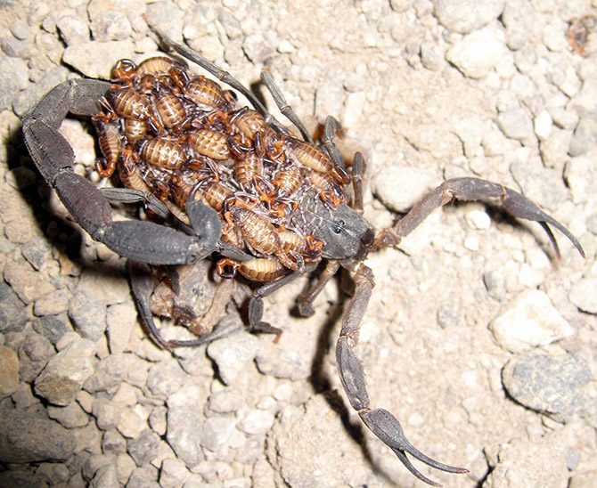 Подборка интересных фактов о скорпионах
