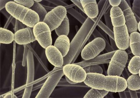 10 микроорганизмов, которые живут в нас и на нас