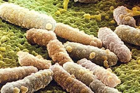 10 микроорганизмов, которые живут в нас и на нас