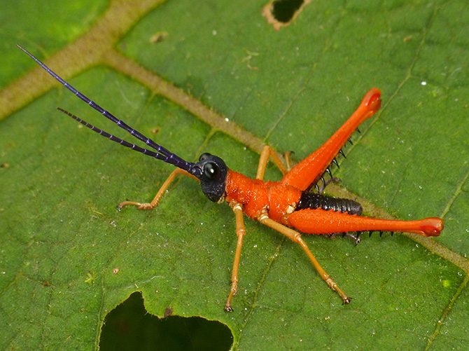 8 необычных кузнечиков, которые изменят ваши представления об этом насекомом