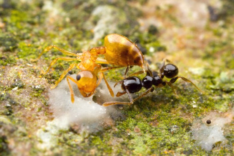 Муравьи: большие войны маленьких насекомых