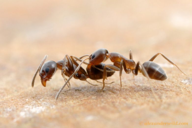 Муравьи: большие войны маленьких насекомых