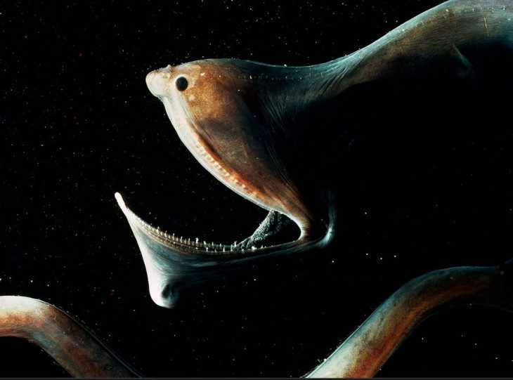 10 монстров из морских глубин, которых, кажется, породила сама преисподняя