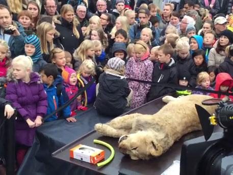 В Дании снова убили и расчленили животное, на этот раз льва