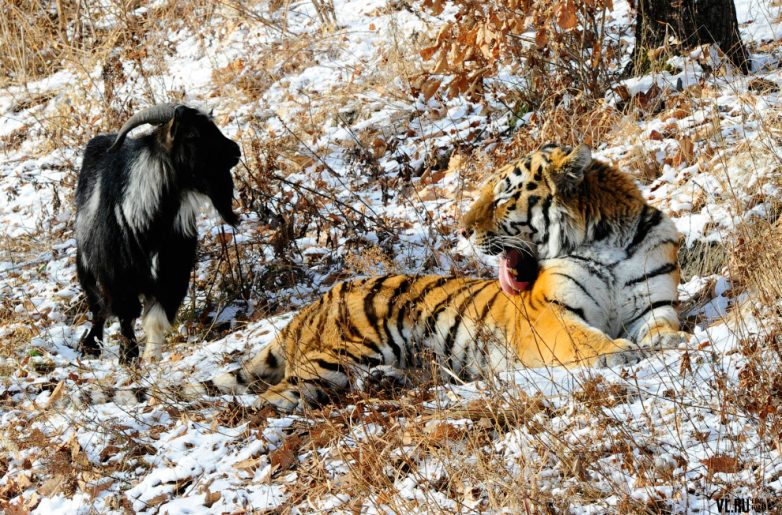 Странная дружба тигра Амура и козла Тимура