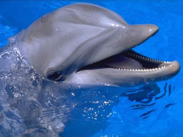 Дельфины-насильники: правда или вымысел?
