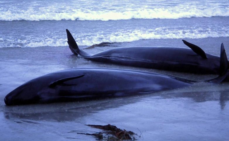 Почему дельфины и киты выбрасываются на берег