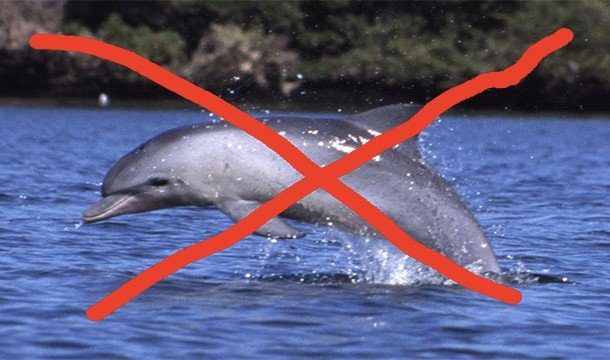 Dolphin anti. Дельфин анти. Паста про дельфина. Dolphin Anti картинки. Паста про дельфина Двач.