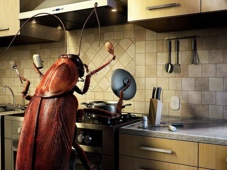 Вопрос века: куда делись тараканы?