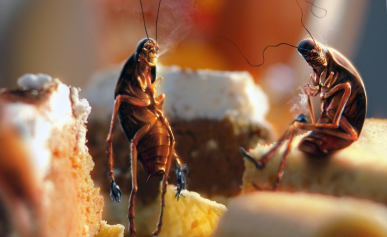 Вопрос века: куда делись тараканы?