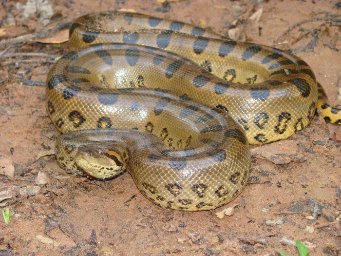 Самая гигантская змея в мире
