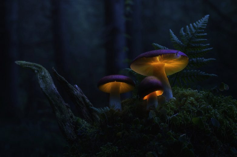 Таинственная красота светящихся грибов