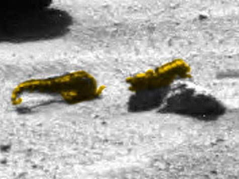 На Марсе нашли скорпиона и креветку