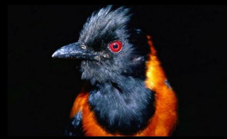 Самая ядовитая птица в мире