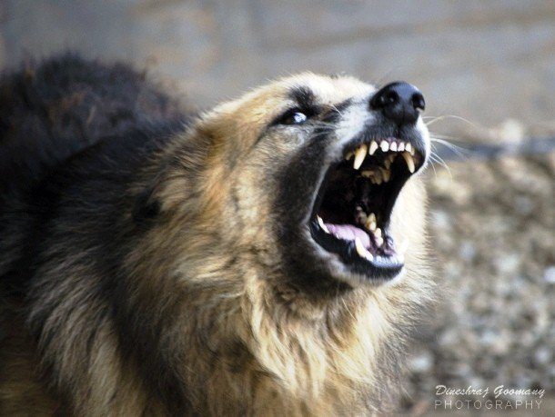 Интересные факты из истории собачьих боёв
