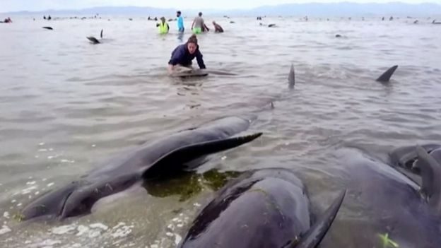 В Новой Зеландии произошло массовое самоубийство китов