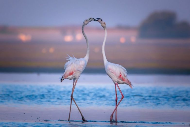Фламинго - самые древние птицы на Земле