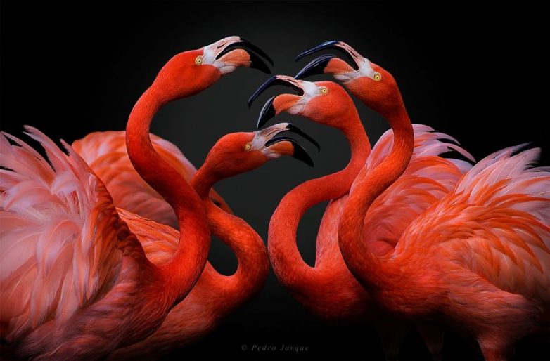 Фламинго - самые древние птицы на Земле