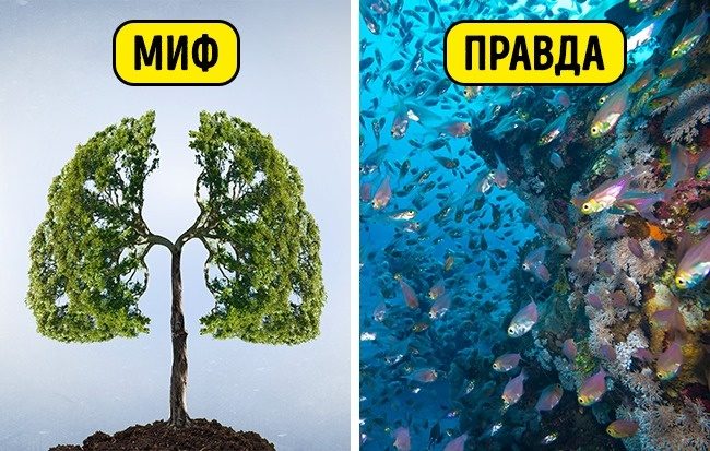 6 главных экологических мифов нашего времени