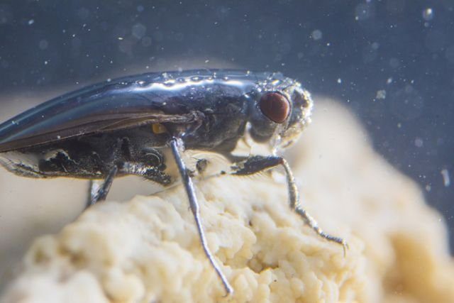 Как уникальные мухи-аквалангисты научились жить под водой