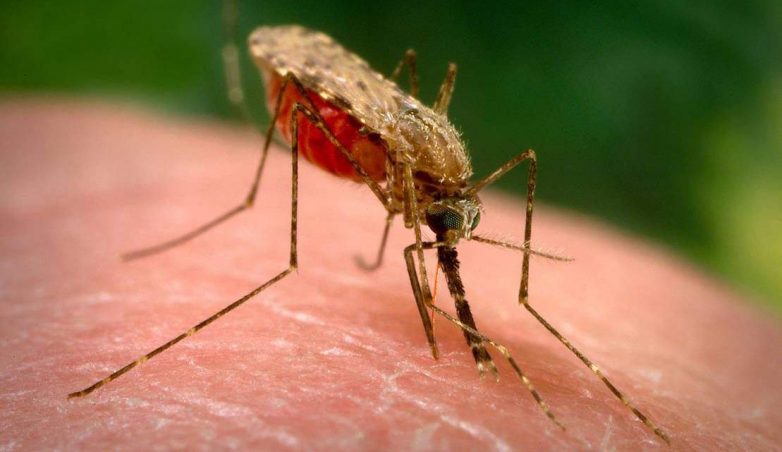 Клин клином: в Америке планируют уничтожать комаров бактериологическим оружием