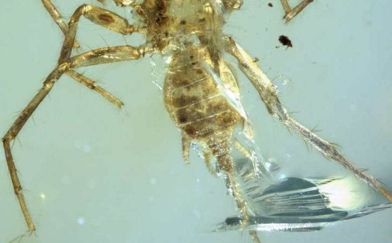 Учёные нашли в янтаре древнего паука-химеру