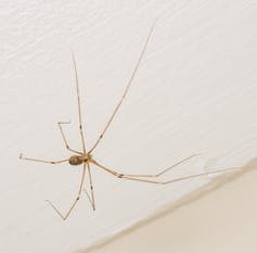 Почему учёные не рекомендуют убивать пауков