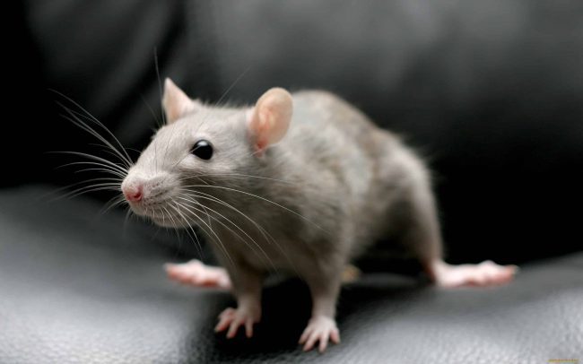 Корейские учёные научились дистанционно управлять живой крысой